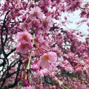 Meet your Posher, Gianna